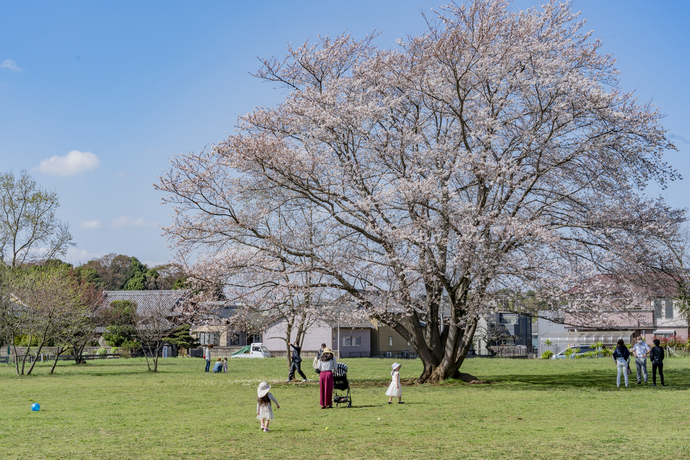 一本桜広場の桜