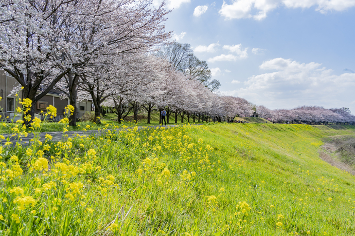 眺望の丘の桜と菜の花