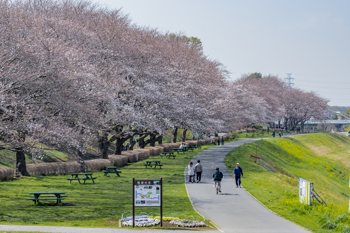 眺望の丘の桜と菜の花