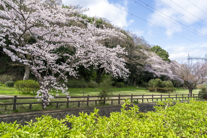 花輪城址公園の桜