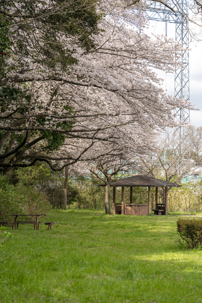 花輪城址公園の桜