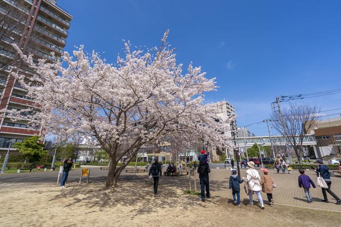 西初石近隣公園の桜