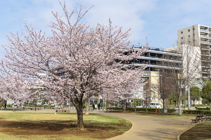 西初石近隣公園の桜