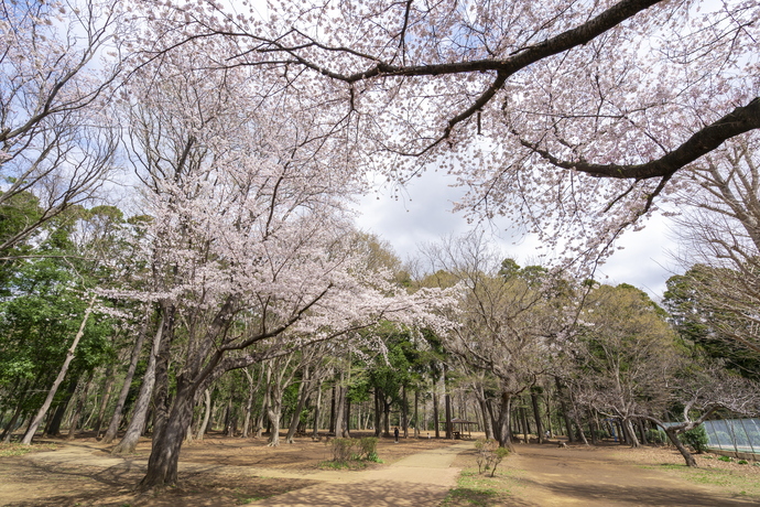 東深井地区公園の桜