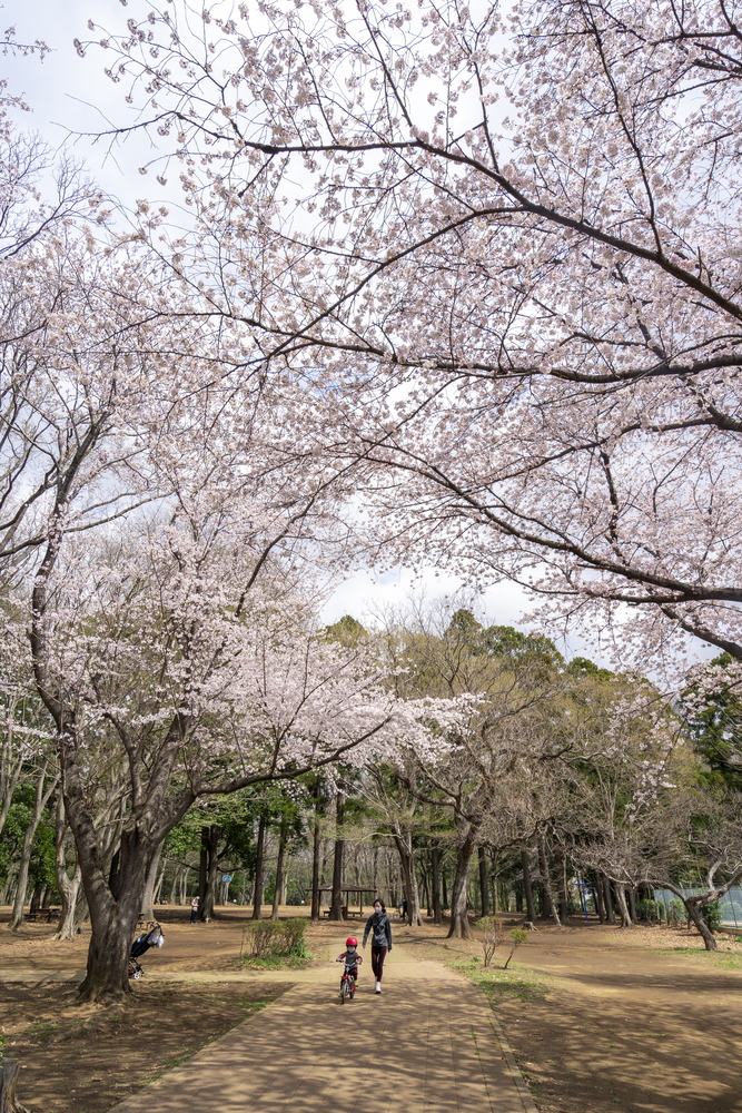 東深井地区公園の桜