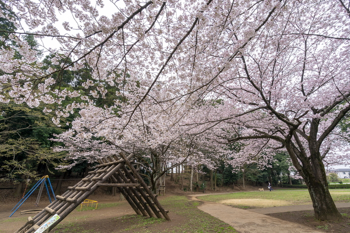 東部近隣公園の桜