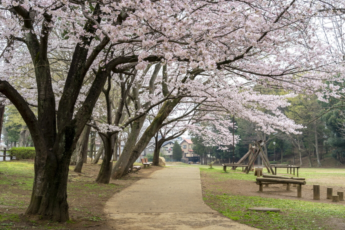 東部近隣公園の桜