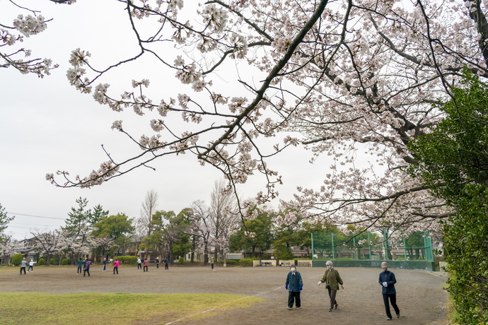 南流山中央公園の桜