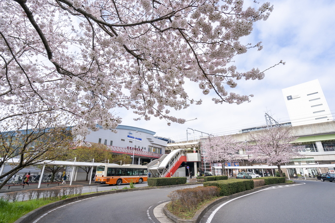 流山おおたかの森駅の桜