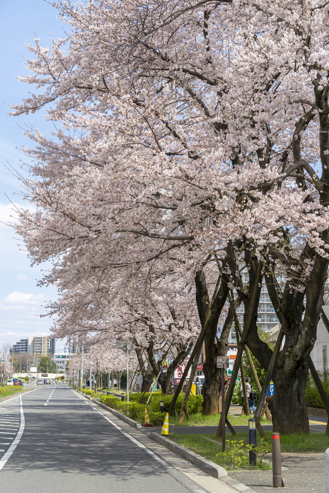 流山おおたかの森駅の桜