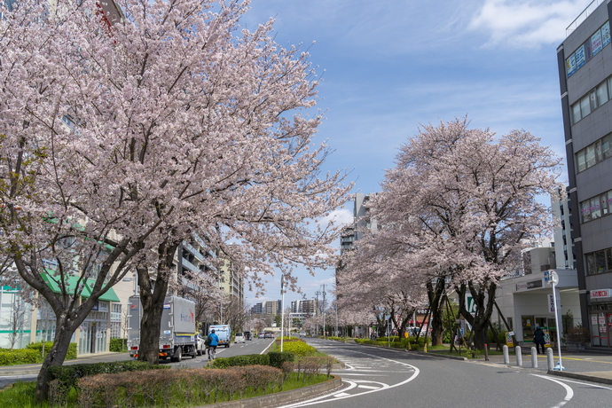 流山おおたかの森駅の桜