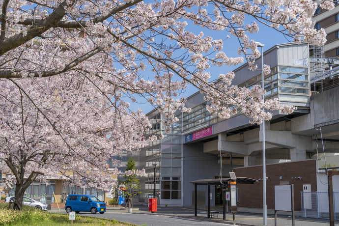 流山セントラルパーク駅周辺の桜