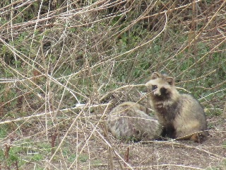 流山をA・RU・KU　春の野鳥観察会