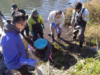 ミズヒマワリ除去活動中