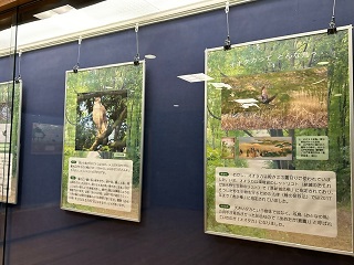 市の鳥オオタカパネル展