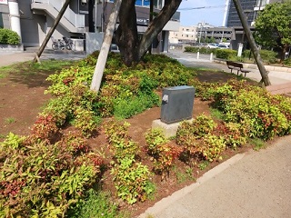 グリーンウェイブ活動2025おおたかの森駅東口都市広場