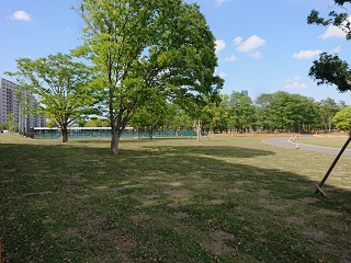 運動公園広場の芝の写真