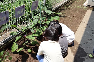 子どもが野菜の収穫をしている様子