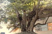 東部中学校