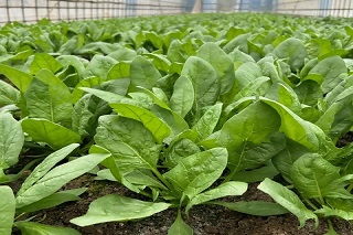 ほうれん草畑の様子