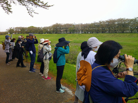 初心者のための野鳥観察　初春の野鳥