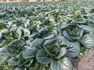 小松菜の畑