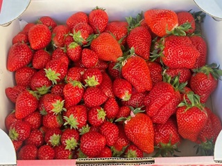 藍川園芸のいちご