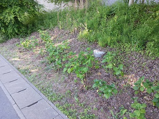 おおたかの森小学校に植樹したアジサイ