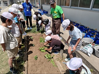 南流山小学校でのゴーヤの育て方講習会