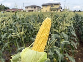 公立保育所で流山産とうもろこしを提供