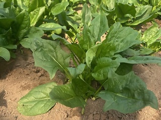 公立保育所で流山産ほうれん草を提供