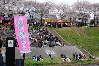 運河桜まつり