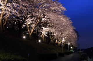 運河の桜ライトアップ