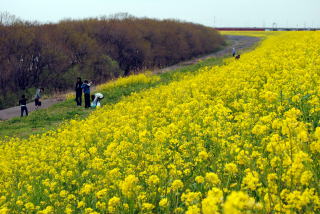 家族連れなどが菜の花の花見に