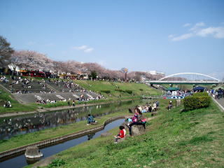 利根運河でお花見