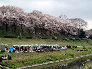 利根運河でお花見