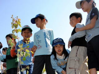 1メートルほどのカツラの幼木の写真