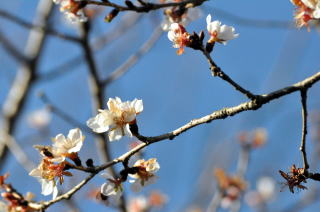 お正月に咲く桜