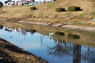 水鳥も良く訪れる利根運河