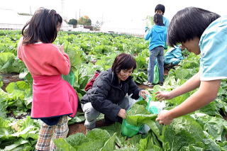白菜を収穫する来場者の写真