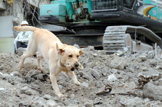 普通の家庭犬が救助犬になっている写真