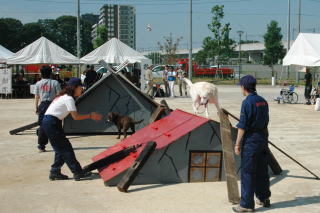 救助犬も参加している写真