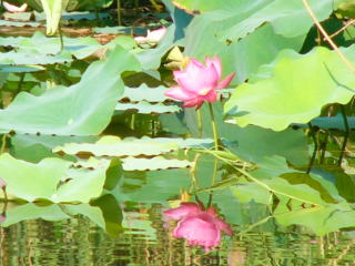 見事に開花した花