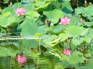 無償提供いただいたレンコンから