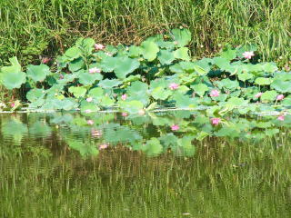 昨年よりも元気そうです
