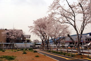 桜が満開に