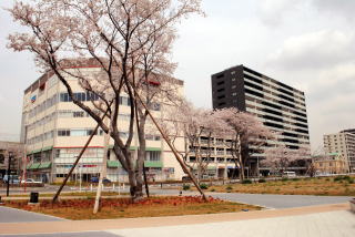 移植された古木の桜