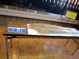 刈り取った稲を展示の写真