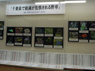 「千葉県で絶滅が危惧される野草」の写真展