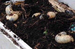 子どもたちが大好きなカブトムシの幼虫